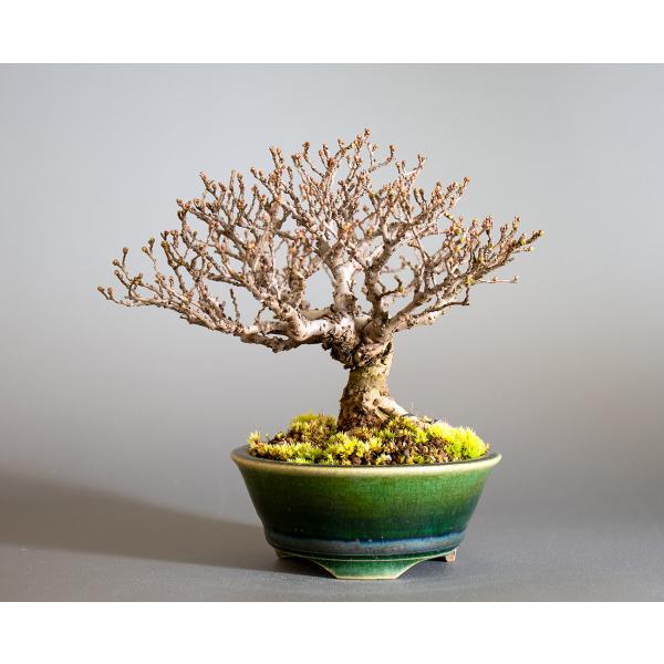 盆栽 ニレケヤキ盆栽（にれけやき・ミニ 楡欅盆栽）小品盆栽 4225