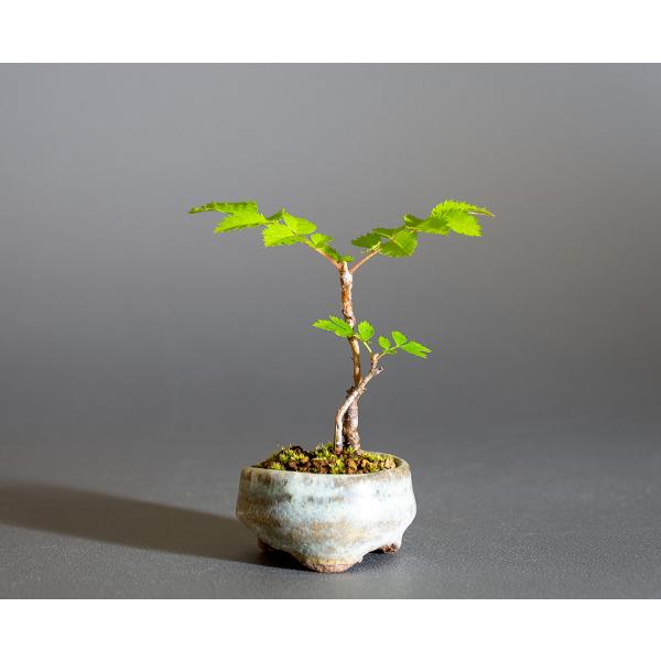 e-bonsai_4243