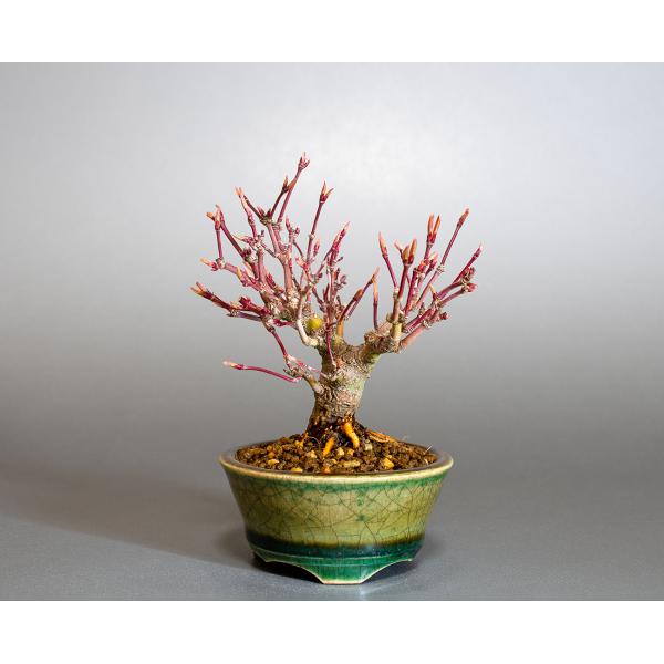 イロハモミジ 盆栽 e-bonsai_4275