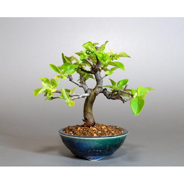 盆栽 カリン盆栽 花梨（かりん・ミニ盆栽 花梨）小さな盆栽 4276 : e