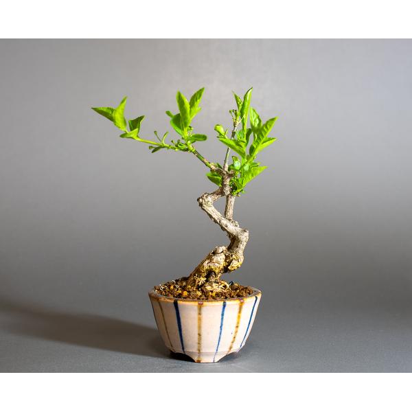 盆栽 マユミ盆栽 真弓（白まゆみ・真弓 盆栽）小さな盆栽 ミニ