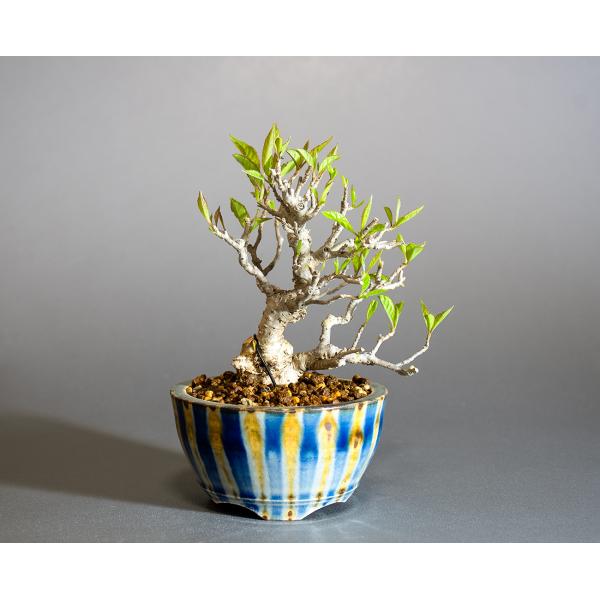 e-bonsai_4286 e-bonsai_4286