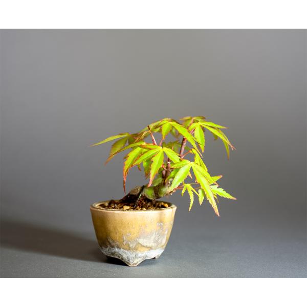 豆盆栽 織姫もみじ盆栽（おりひめもみじ・ミニ盆栽 織姫もみじ）小さな
