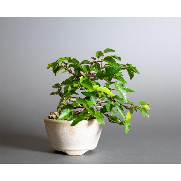 ミニ盆栽 イワシデ盆栽 岩四手（いわしで・岩四手盆栽）小さな盆栽