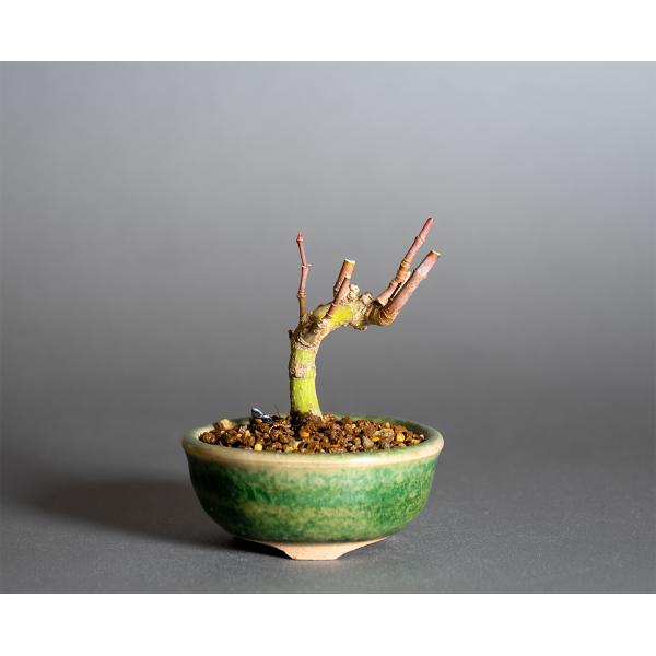 e-bonsai_4397