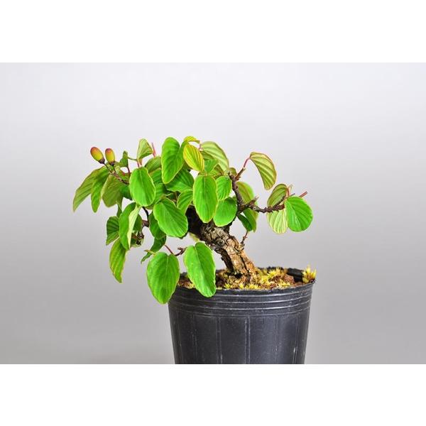 盆栽用苗盆栽素材クマヤナギ盆栽ミニ盆栽素材 くまやなぎ 盆栽熊柳 7098 Buyee 日本代购平台 产品购物网站大全 Buyee一站式代购bot Online