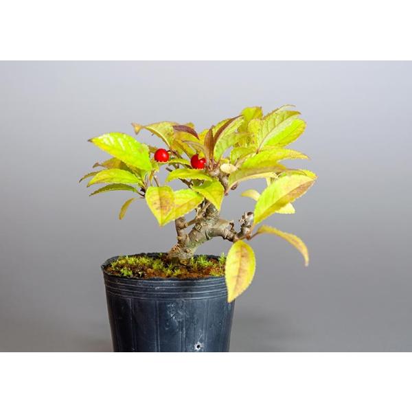 盆栽用苗 盆栽素材 ウメモドキ盆栽 ミニ盆栽素材 うめもどき 盆栽 梅擬 7126 Buyee Buyee Japanese Proxy Service Buy From Japan Bot Online