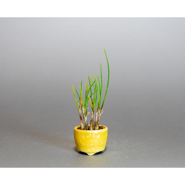 草もの盆栽 ヤマラッキョウ草盆栽 山辣韮（やまらっきょう・草盆栽 山