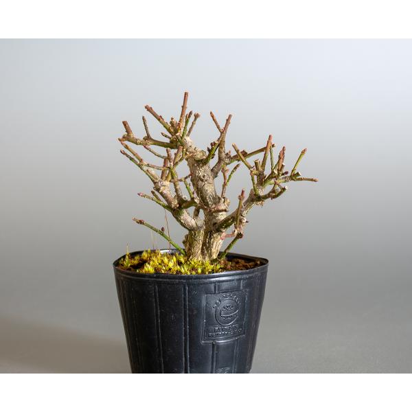 盆栽用苗盆栽素材コマユミ盆栽ミニ盆栽素材 こまゆみ 盆栽小真弓 M0050 Buyee Buyee 提供一站式最全面最專業現地yahoo Japan拍賣代bid代拍代購服務