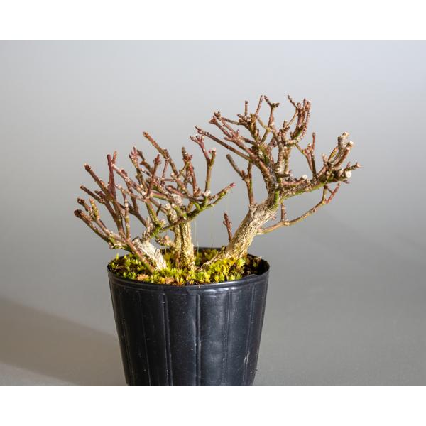 盆栽用苗 盆栽素材 コマユミ盆栽 ミニ盆栽素材 こまゆみ 盆栽 小真弓 M0053 Buyee Buyee Jasa Perwakilan Pembelian Barang Online Di Jepang