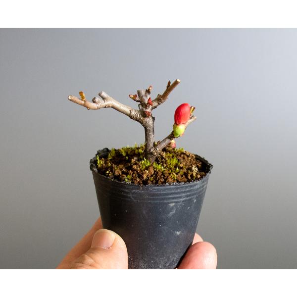 盆栽用苗盆栽素材クサボケ盆栽豆盆栽素材 くさぼけ 盆栽草木瓜 M0055 Buyee Buyee 提供一站式最全面最專業現地yahoo Japan拍賣代bid代拍代購服務