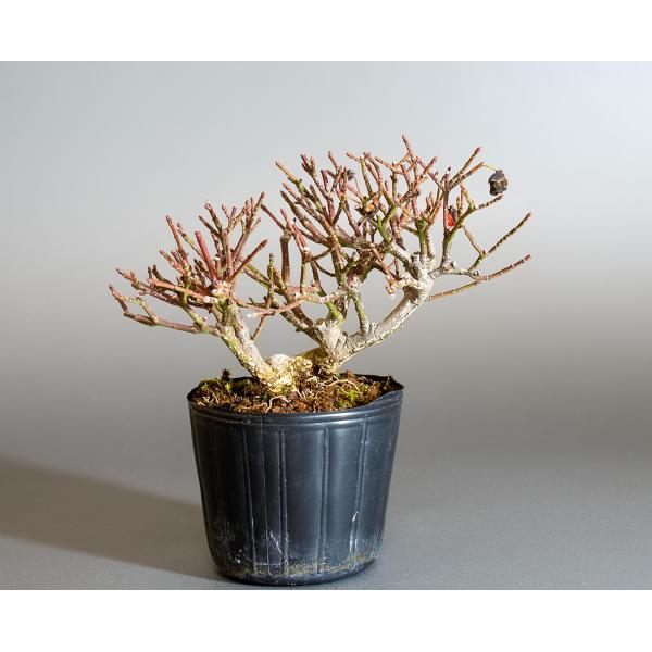 盆栽用苗 盆栽素材 コマユミ盆栽 ミニ盆栽素材（こまゆみ・盆栽 小真弓