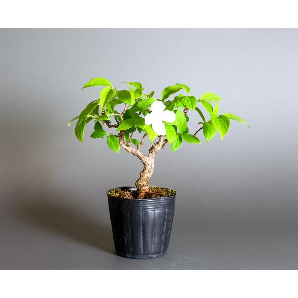 梅花ツツジ 盆栽 専用 梅花ツツジ 盆栽