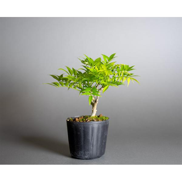 小藤　(コフジ)　[模様木]　中品盆栽 小藤｜コフジ | 落葉樹｜盆栽｜bonsai 盆栽 bonsaikiki 通販