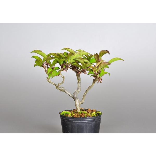 雄木 交配用 Ogi0001 ウメモドキ うめもどき 梅擬盆栽 Buyee Buyee Jasa Perwakilan Pembelian Barang Online Di Jepang