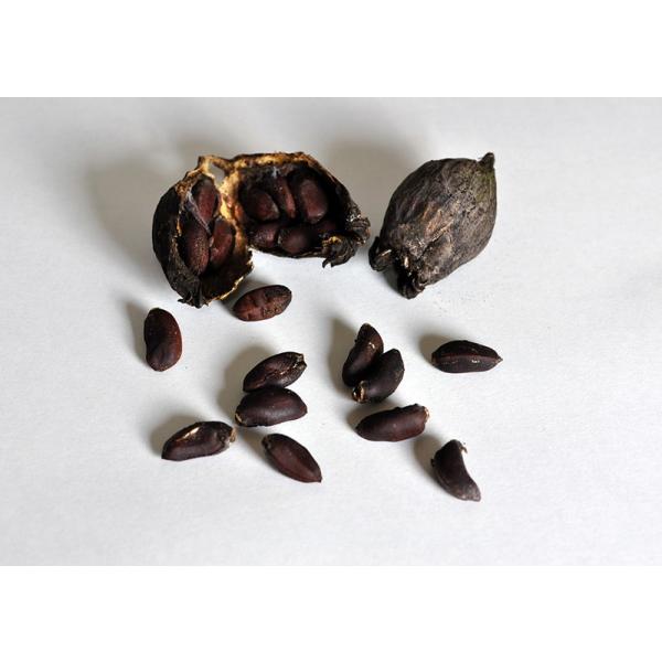 盆栽種子　ロウバイの種子・蝋梅・ろうばい盆栽 種子・s020｜e-bonsai