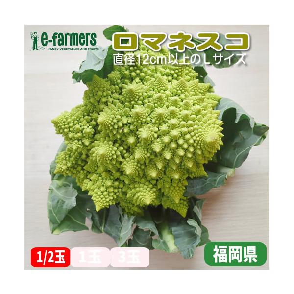 イロマネスコは、目を引く美しい幾何学模様と優れた栄養価が魅力の野菜です。カリフラワーとブロッコリーの中間のような甘みと食感を持ち、サラダやスープ、ローストなど幅広い料理に活躍します。ビタミンCやK、食物繊維を豊富に含み、免疫力アップや腸内環...