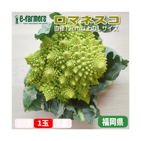 ロマネスコは、目を引く美しい幾何学模様と優れた栄養価が魅力の野菜です。カリフラワーとブロッコリーの中間のような甘みと食感を持ち、サラダやスープ、ローストなど幅広い料理に活躍します。ビタミンCやK、食物繊維を豊富に含み、免疫力アップや腸内環境...