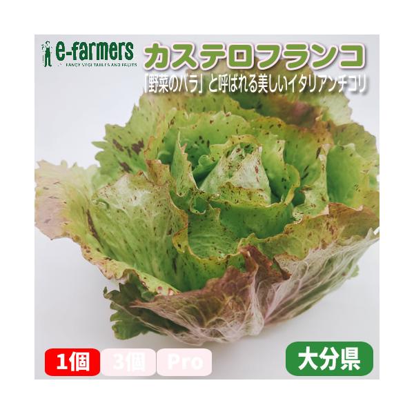 [Release date: December 24, 2024]カステロフランコは「野菜のバラ」と呼ばれる美しいイタリア産のチコリ。クリーム色の葉に赤紫の斑点が入った見た目は、食卓を華やかに彩ります。ほのかな苦味と甘みが特徴で、サラダやグ...