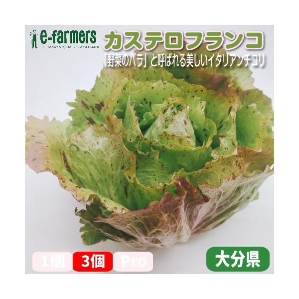 [Release date: December 24, 2024]カステロフランコは「野菜のバラ」と呼ばれる美しいイタリア産のチコリ。クリーム色の葉に赤紫の斑点が入った見た目は、食卓を華やかに彩ります。ほのかな苦味と甘みが特徴で、サラダやグ...