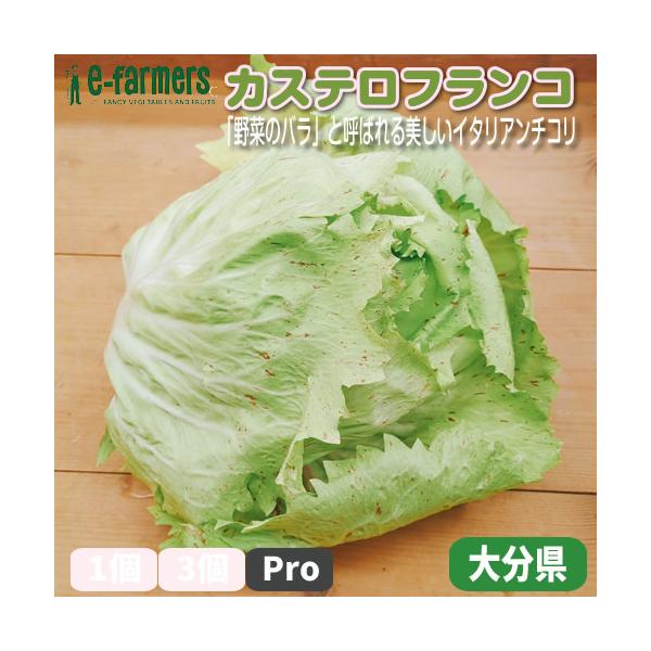 [Release date: December 24, 2024]カステロフランコは「野菜のバラ」と呼ばれる美しいイタリア産のチコリ。クリーム色の葉に赤紫の斑点が入った見た目は、食卓を華やかに彩ります。ほのかな苦味と甘みが特徴で、サラダやグ...