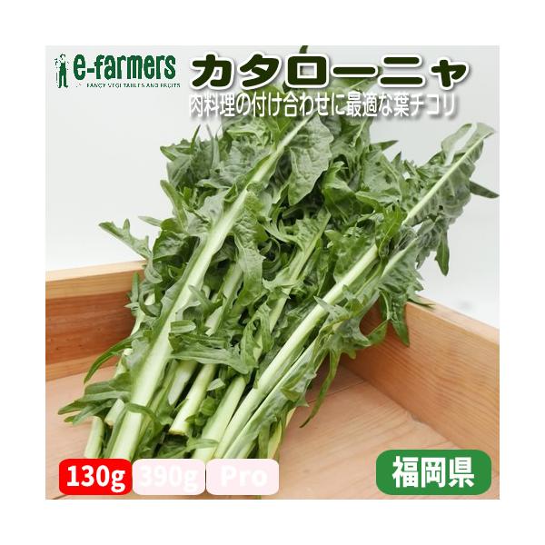 「カタローニャ」はスペインのカタルーニャ州が原産ですが、イタリア野菜として栽培されチコリア・アスパラゴとも呼ばれるチコリーになります。このカタローニャの新芽は「プンタレッラ」と呼ばれローマ近郊ではよくアンチョビのドレッシングと和えるローマ風...