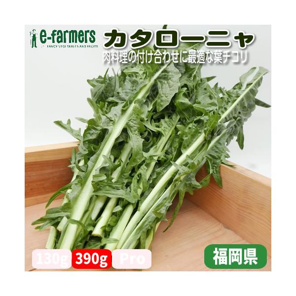 「カタローニャ」はスペインのカタルーニャ州が原産ですが、イタリア野菜として栽培されチコリア・アスパラゴとも呼ばれるチコリーになります。このカタローニャの新芽は「プンタレッラ」と呼ばれローマ近郊ではよくアンチョビのドレッシングと和えるローマ風...