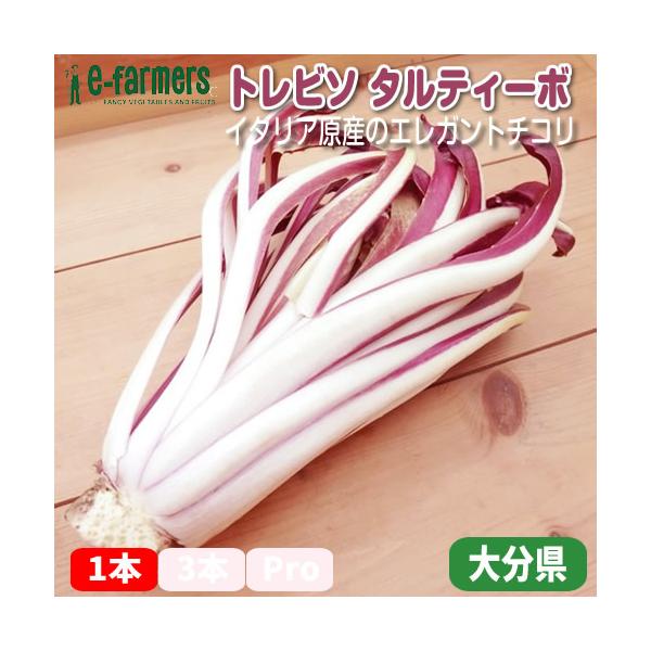 「トレビソタルティーボ」はヴェネト州のトレビーソ付近で作られた赤いチコリの仲間をイタリア語でトレビーゾ・ラディッキオ・ロッソと言います。2種類のラディッキオロッソの中で晩生の物がタルティーボと呼んでいます。日本でもまだまだ馴染みが薄く本場イ...