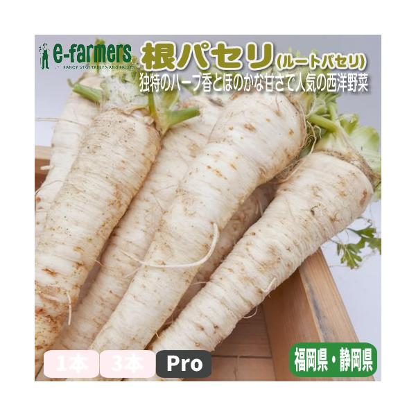 [Release date: January 1, 2024]ルートパセリ（根パセリ）は、パセリの一種で、白くてごぼうのような形の根を持つヨーロッパ原産の野菜です。葉もパセリに似ていますが、注目されるのはその甘みと風味豊かな根の部分。独特の...
