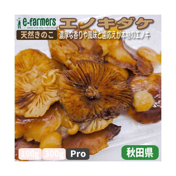 秋田県産 天然きのこ エノキダケ えのきだけ 雪の下 300g→受付 【公式