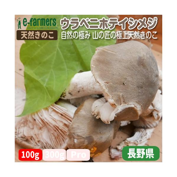 岩手県産　ウラベニホテイシメジ　予約 g700円 ２組限定　受注後収穫 岩手県産 ウラベニホテイシメジ 予約 g700円 2組限定 受注後収穫 岩手