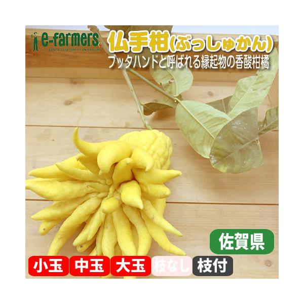 仏手柑（ぶっしゅかん）【枝付き】 大きさ選ぶ ブッダハンドと呼ばれる