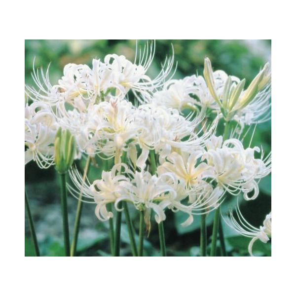 　「リコリス　エルジアエ」は、白花系の人気品種。　花弁はクリーミーホワイトで咲きおわりのころピンクをおびます。　晩生。※葉や茎に毒性を持っていますので、口に入れないようご注意ください！〔　商品の性状につきまして　〕　●ヒガンバナ科の球根　　...
