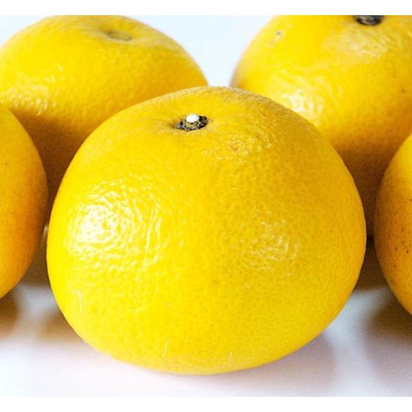 　「八朔（ハッサク）」は、果径9〜10cm。果重350ｇ前後。店頭でも人気で、大きく立派な果実は、サクサクとした食感があり、爽やかな甘みとほろ苦さがあります。苦味成分は花粉症対策に効果的。〔　商品性状につきまして　〕　●ミカン科の常緑高木　...