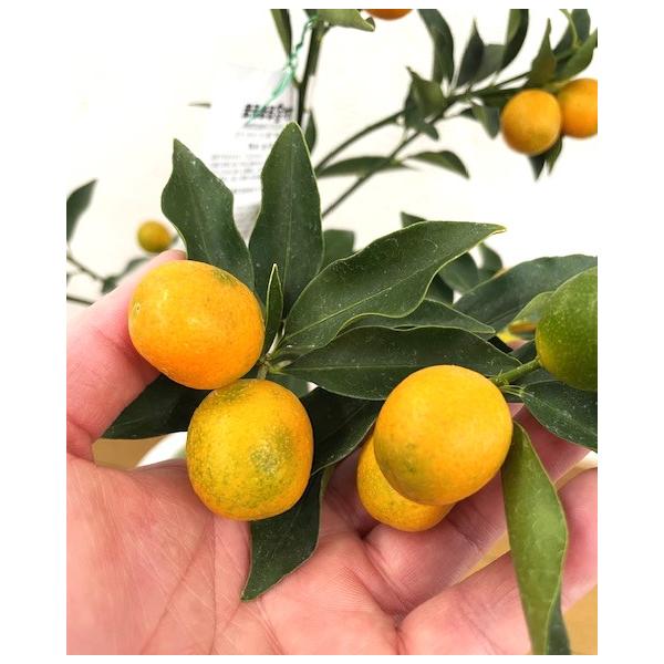 　「キンカン　まるまる」は、おいしそうに実ったキンカンで、まるまとした実が印象的です。糖度も高く20度位。爽やかな香り良く、甘露煮にも最適です。〔　商品性状につきまして　〕　●ミカン科の常緑低木　　2m位に育ちます。　●開花期　　5〜9月頃...