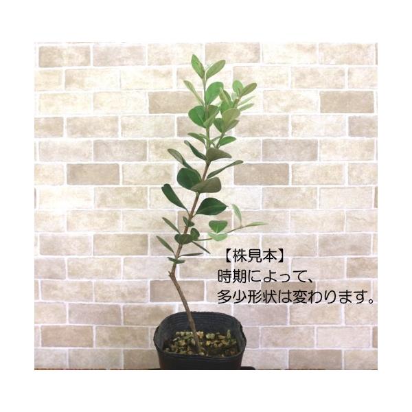 フェイジョア トライアンフ 3 5号高さ30cm内外 1本 Buyee Buyee Japanese Proxy Service Buy From Japan Bot Online