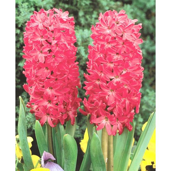 　「ヒヤシンス　赤」は、1本の花茎に香りの良い小花を房状につけます。花壇やプランターの寄せ植えや水栽培にも最適。〔　商品の性状につきまして　〕　●キジカクシ科の球根　　15〜25cm位に育ちます。　●開花期　　3〜4月頃　●耐寒性　　強　-...