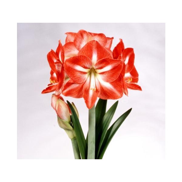 球根 ポットアマリリスの人気商品 通販 価格比較 価格 Com
