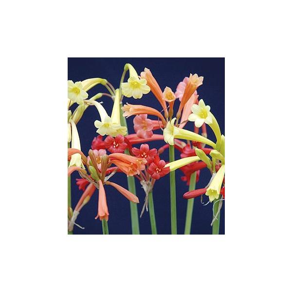 キルタンサスの価格と最安値 おすすめ通販を激安で