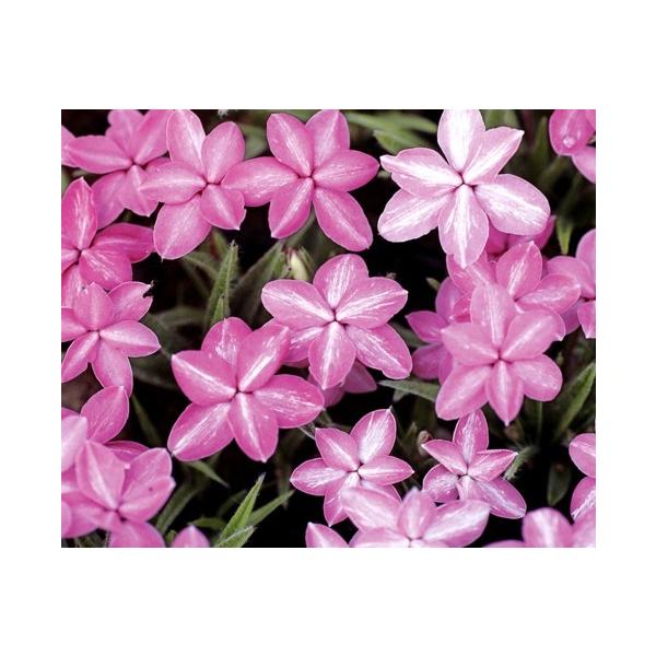 アッツザクラ 折鶴 ポット植え 1ポット E フラワー 通販 Yahoo ショッピング