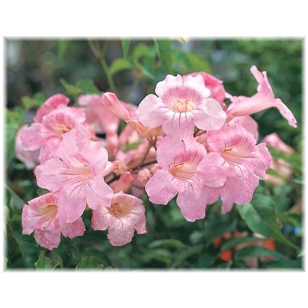 アメリカノウゼンカズラ コンテッササラ 6号プラ鉢 1本 入荷予定 6月中旬頃 Buyee Buyee Japanese Proxy Service Buy From Japan Bot Online