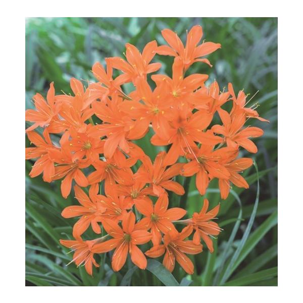 キルタンサスの価格と最安値 おすすめ通販を激安で