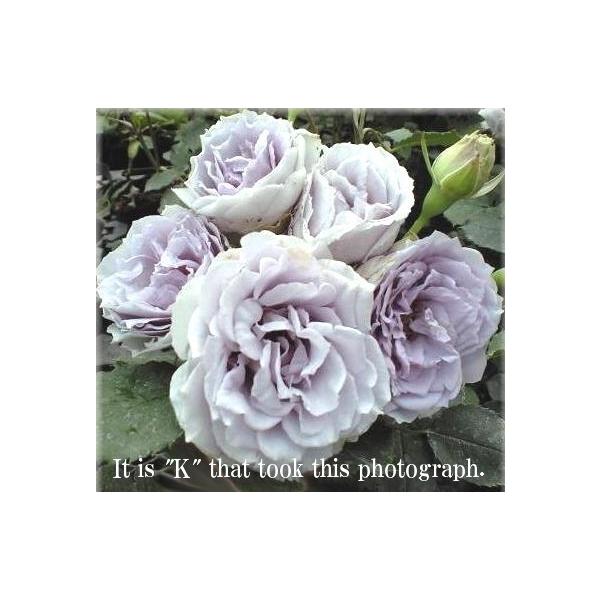 バラ苗 バイオレット 総合 Favofavoitems