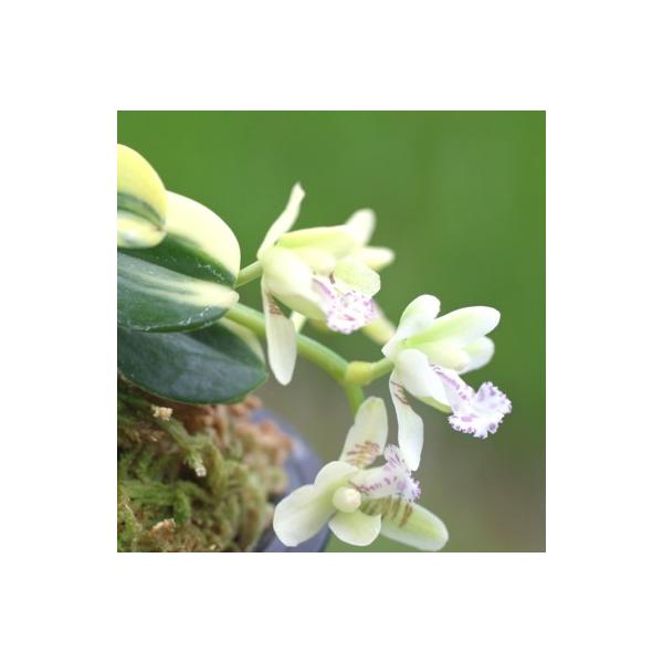 ナゴラン みんな探してる人気モノ ナゴラン