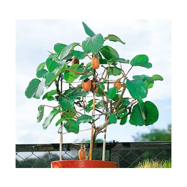 苗 キウイ 苗の人気商品 通販 価格比較 価格 Com