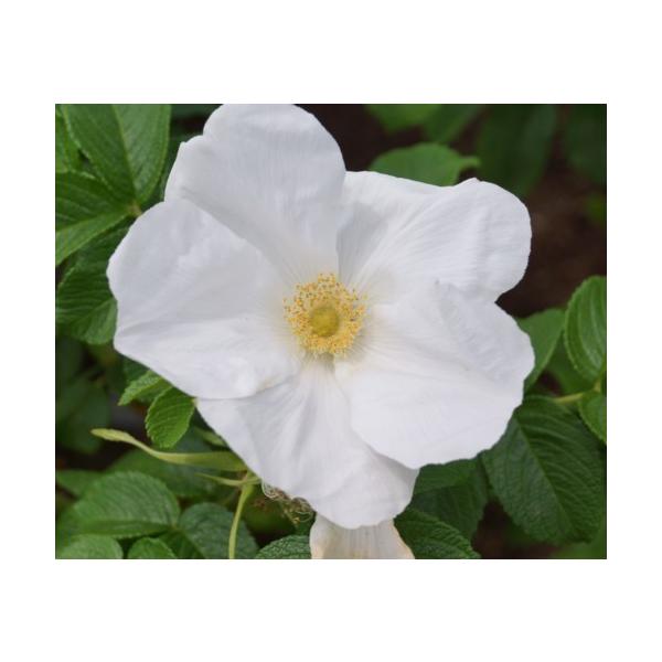 ナス 花 白 苗の人気商品 通販 価格比較 価格 Com