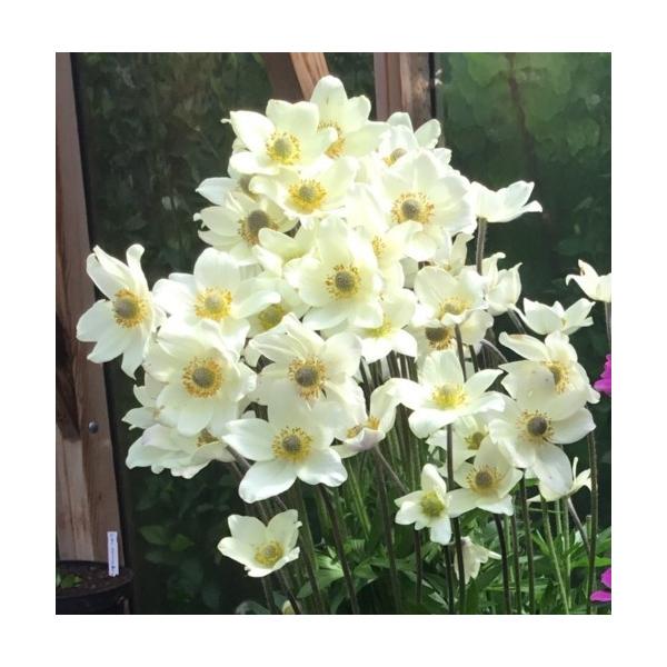 アネモネ 苗の人気商品 通販 価格比較 価格 Com