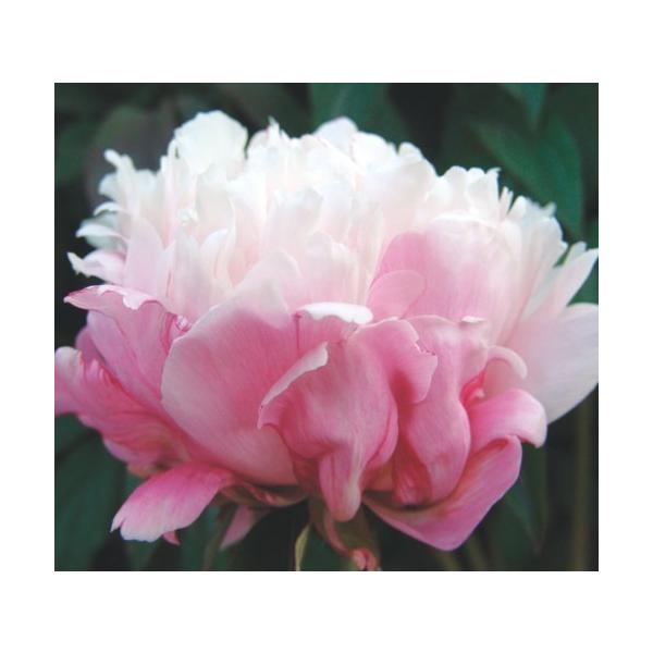 シャクヤク 苗 苗の人気商品 通販 価格比較 価格 Com