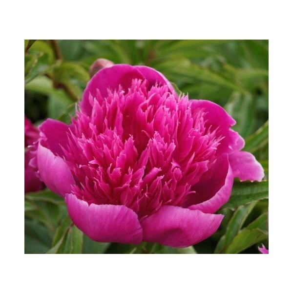 苗 シャクヤク Diy 工具の人気商品 通販 価格比較 価格 Com