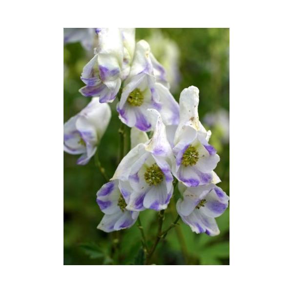 カブ 苗 Diy 工具の人気商品 通販 価格比較 価格 Com